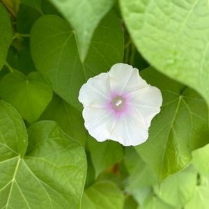 Meet your Posher, Gene